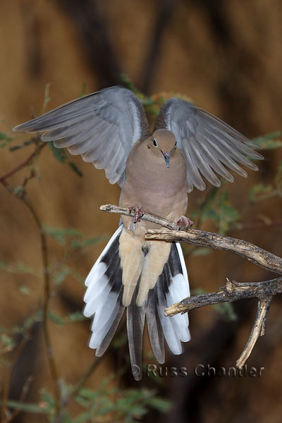 Mourning Dove © Russ Chantler